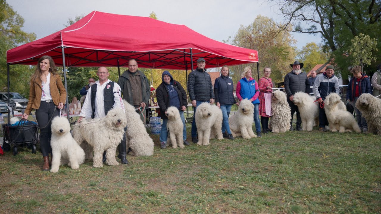 Komondor Bemutató Szent Dömötör Napján, Hortobágy 2025.