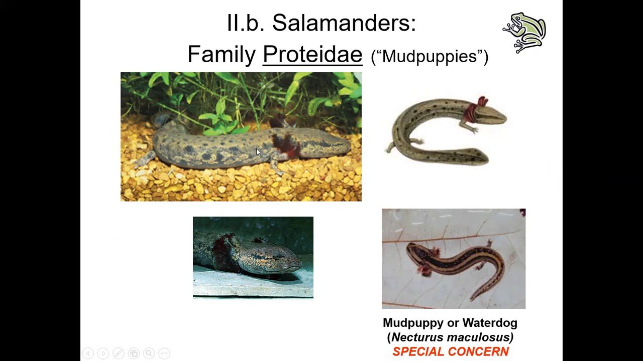 Lecture 2: Taxonomy of Extant Amphibians: Salamanders