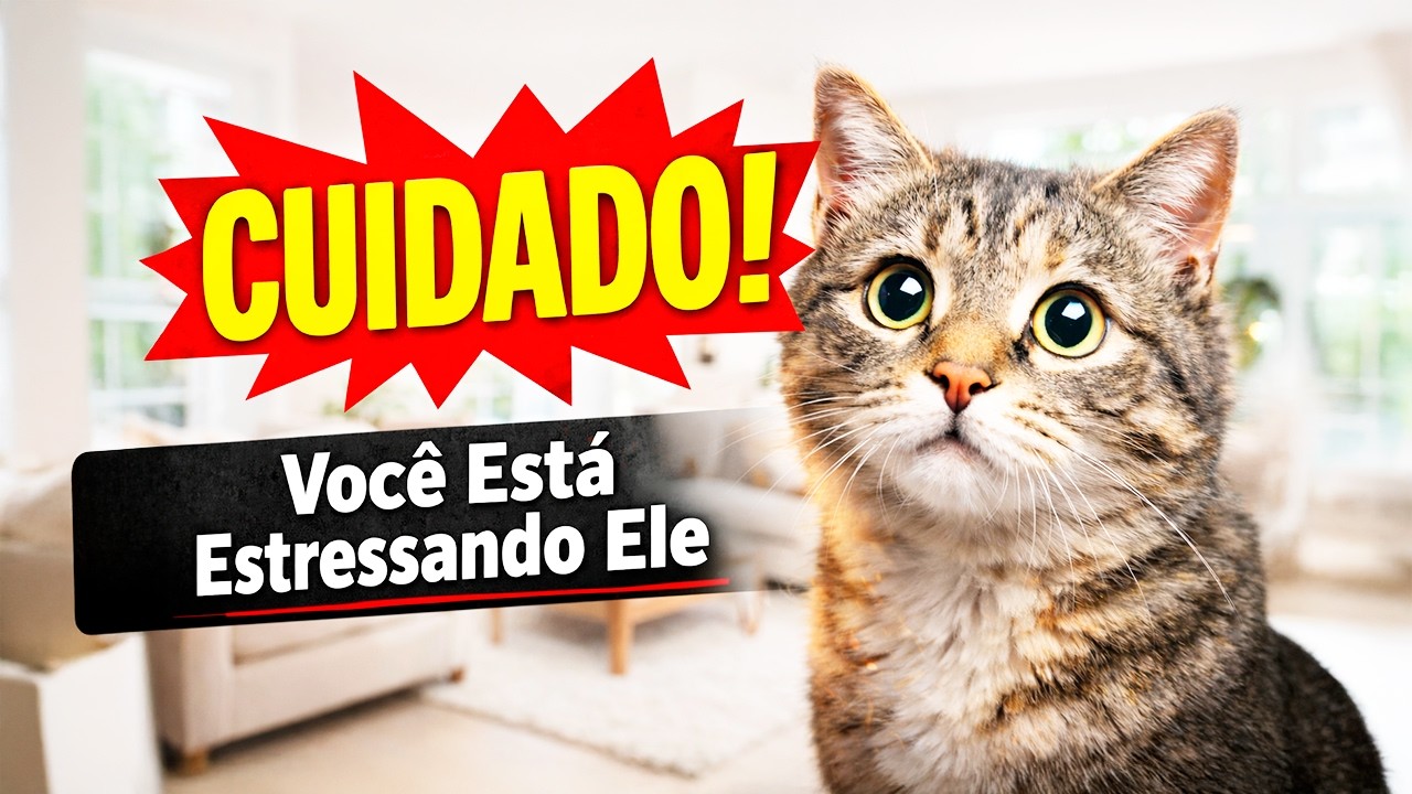 Pare Agora: Você Está Estressando Seu Gato.