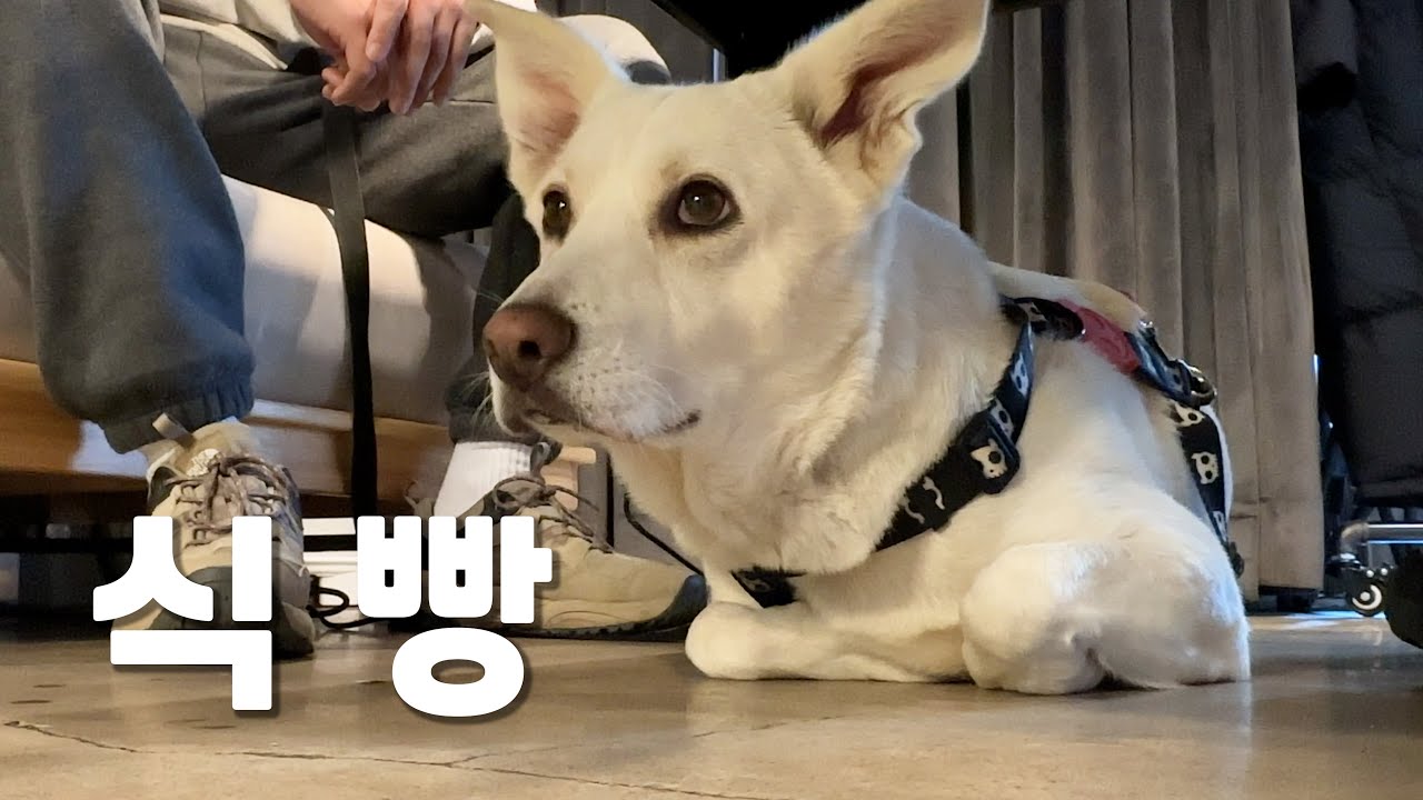 식빵 굽는 복순이의 하루 (강아지 집사 랜선 체험)