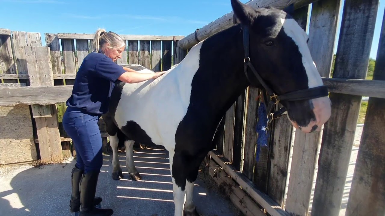 Reaseheath Masterclasses: Equine - How to perform a basic back massage on your horse