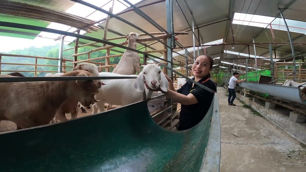 CHỊ MƠ Ở ĐẠI TỪ THÁI NGUYÊN MUA 50 CON SAU MỘT NĂM GIỜ GIA SAO