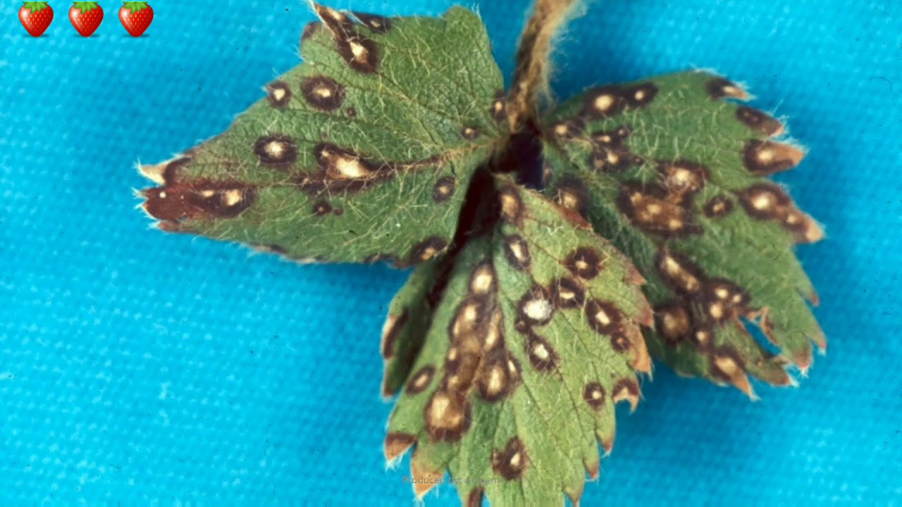 Strawberry Diseases, Pests and their Management