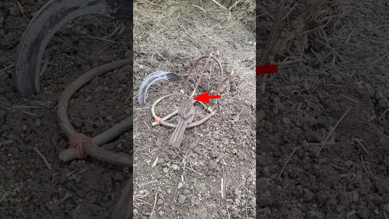 pigeon trap | bird trap | bird trap easy homemade #shorts #youtubeshorts