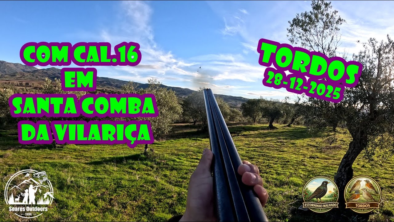Caça aos Tordos (28-12-2025) - Com CAL.16 em Santa Comba da Vilariça