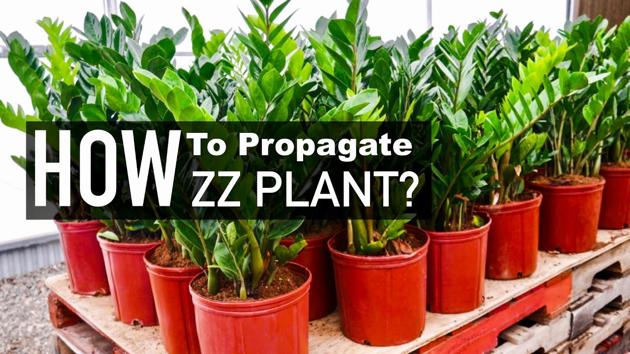 ZZ Plant Propagation | Water versus Soil Propagation | Indoor Plants