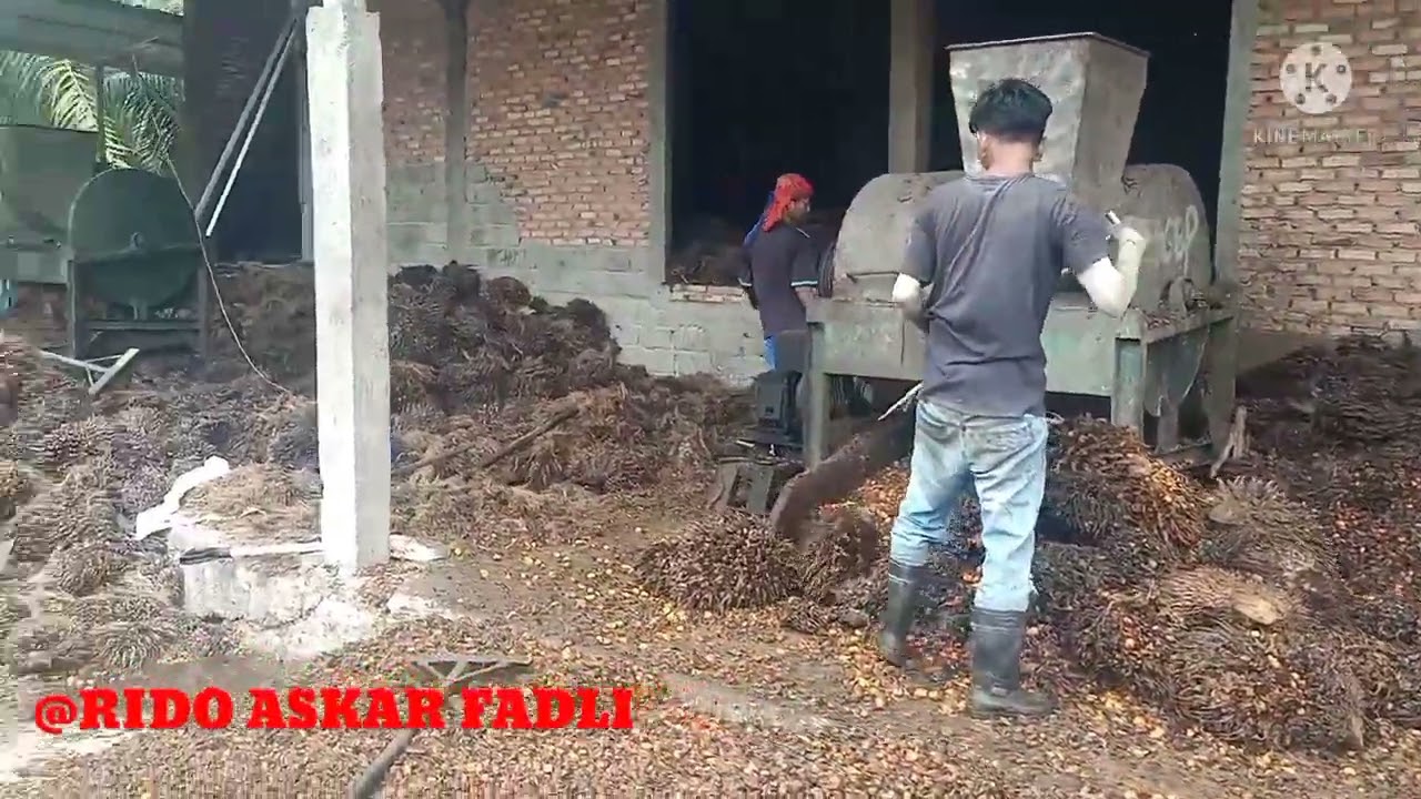 cara praktis merontokkan brondolan