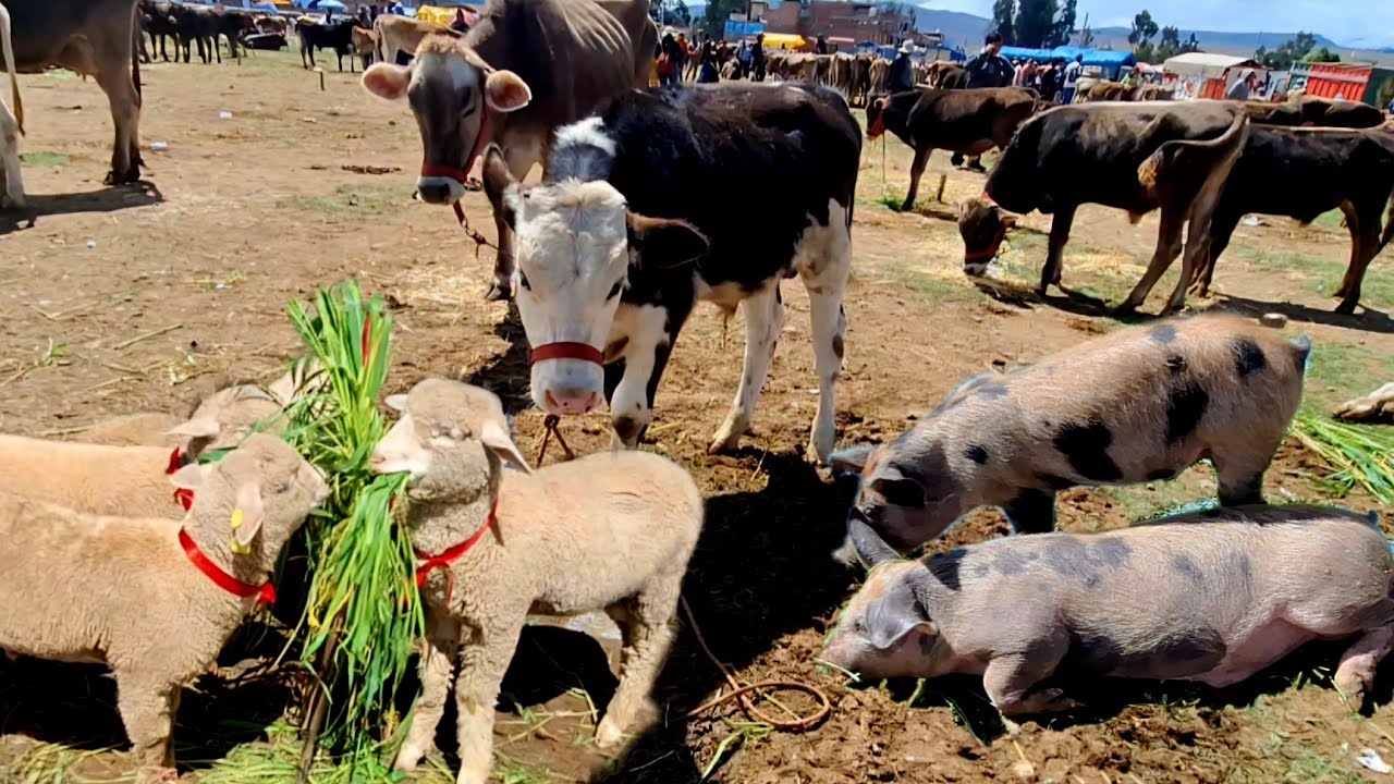 Fui a la FERIA de ANIMALES en COTO COTO Huancayo #ferias #animales