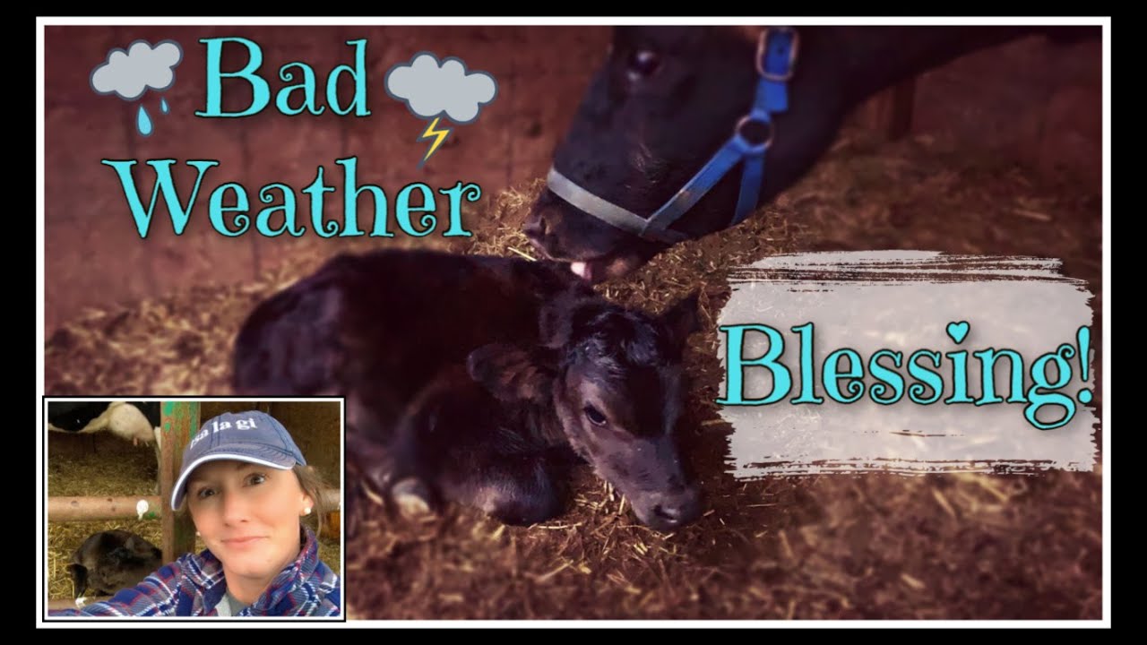 BAD Weather Can Bring BLESSINGS | New Calf!