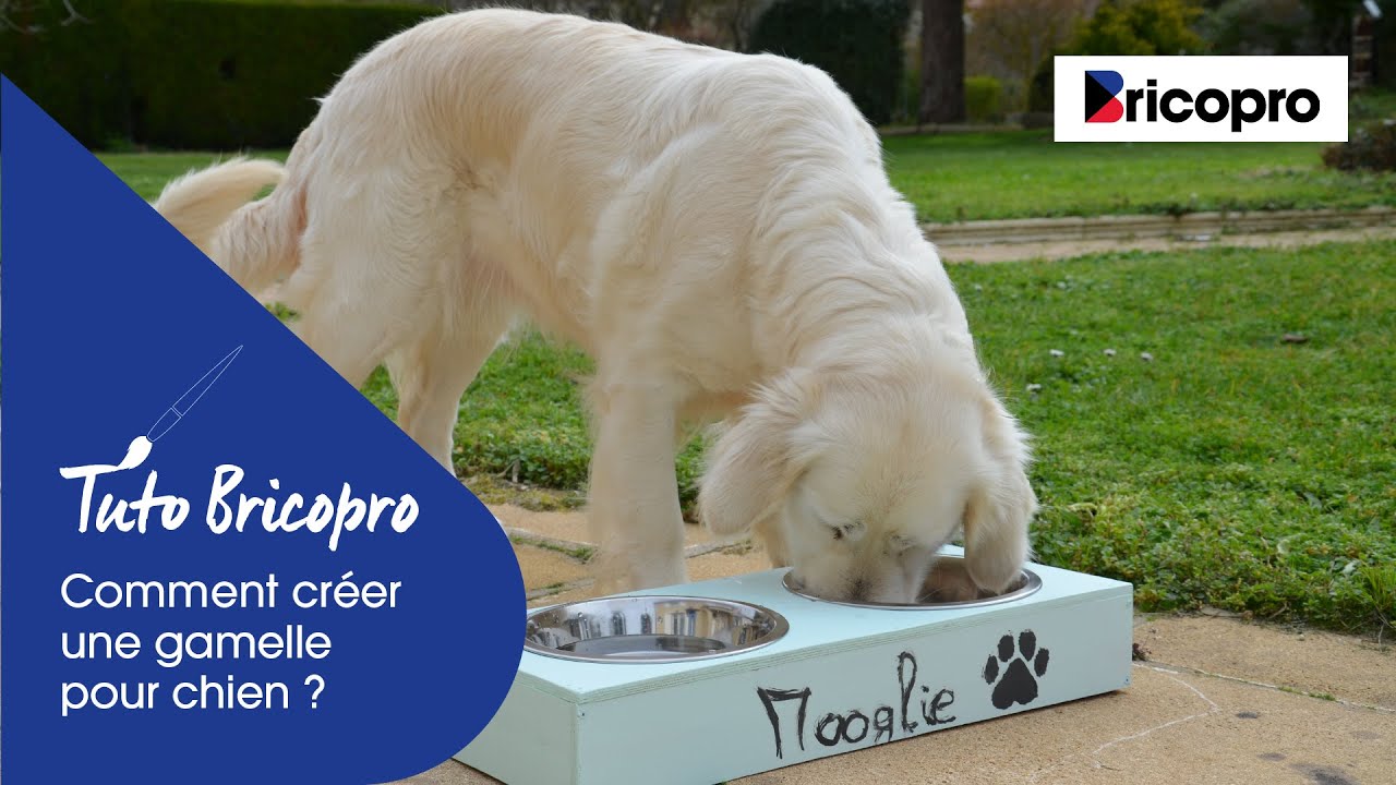 Comment créer une gamelle pour votre chien ? | Bricopro