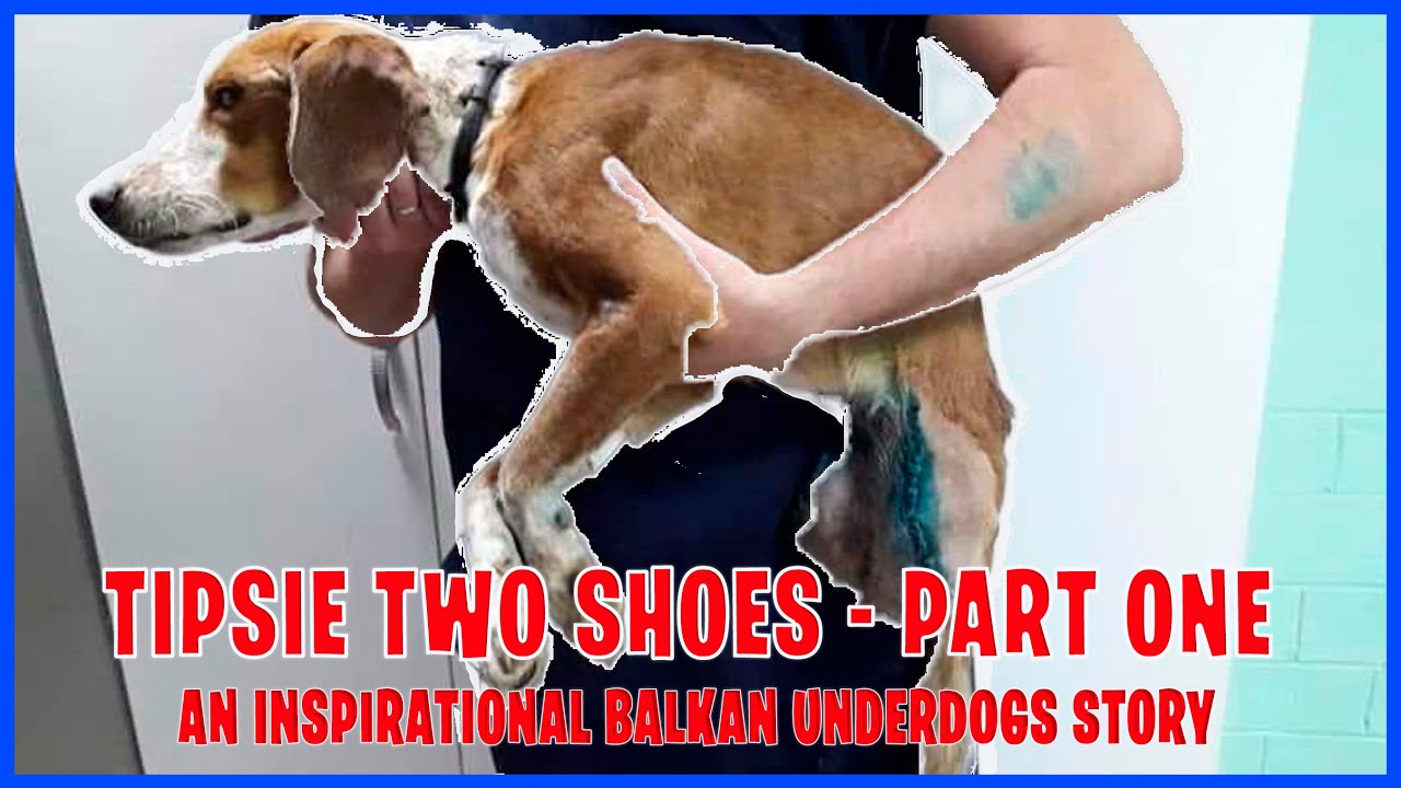 The Inspiring Rescue Story of Tipsie Two Shoes - Part One
