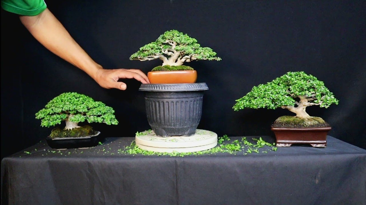 TETAP SUBUR MESKI DI POT KECIL (PERAWATAN BONSAI SANCANG)