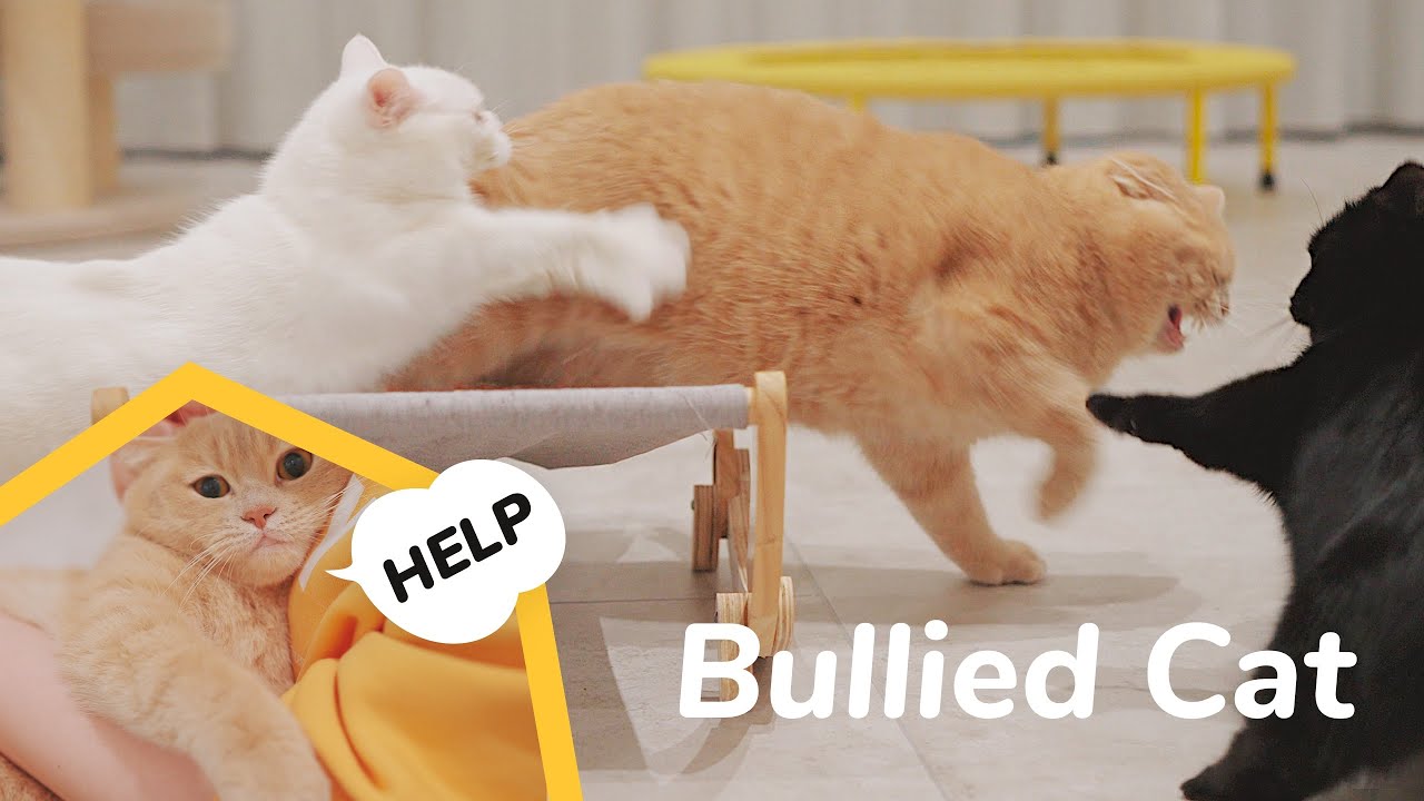 Cats Bite Butt in Fight! Angry Mom Cat Takes Revenge to Protect Her Son
