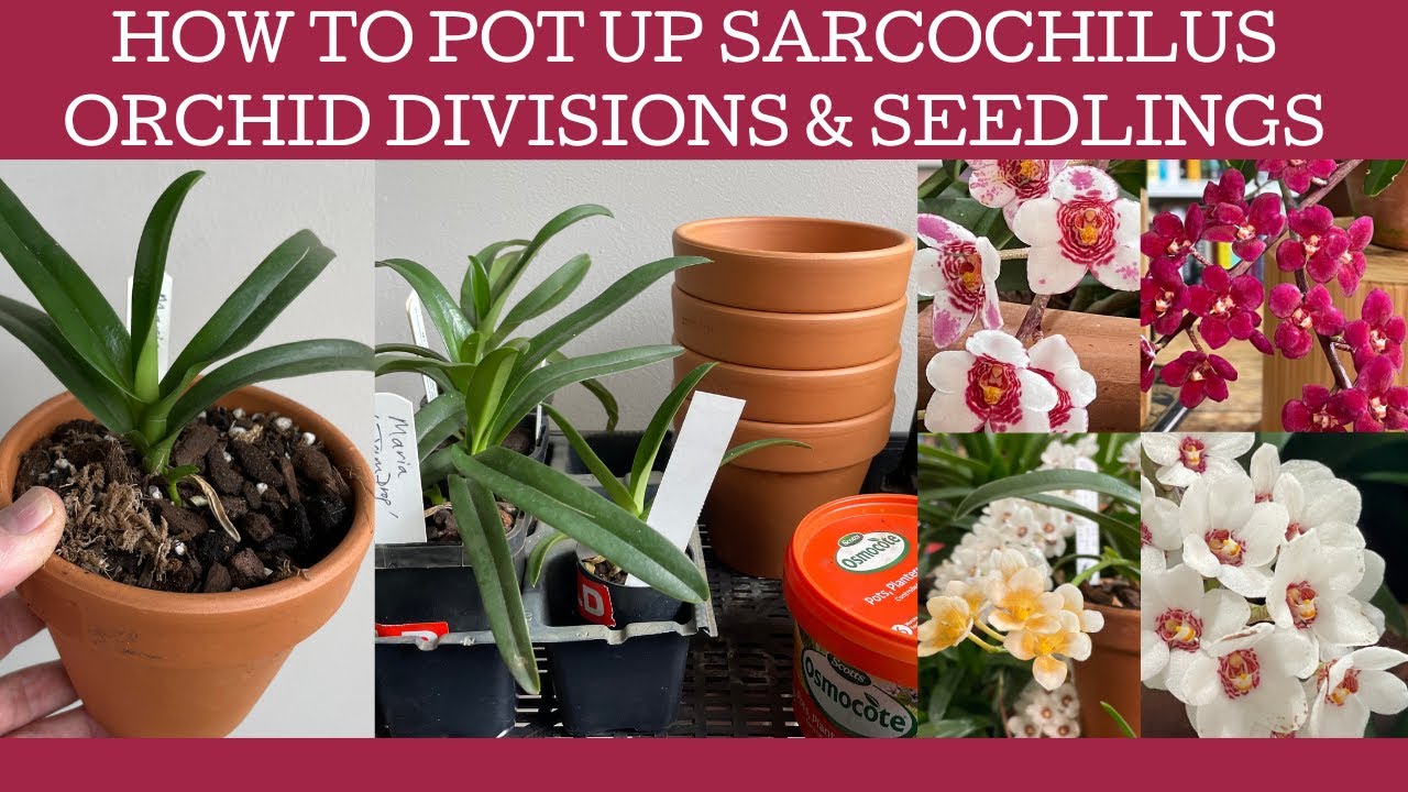 How to pot up Sarcochilus divisions & seedlings