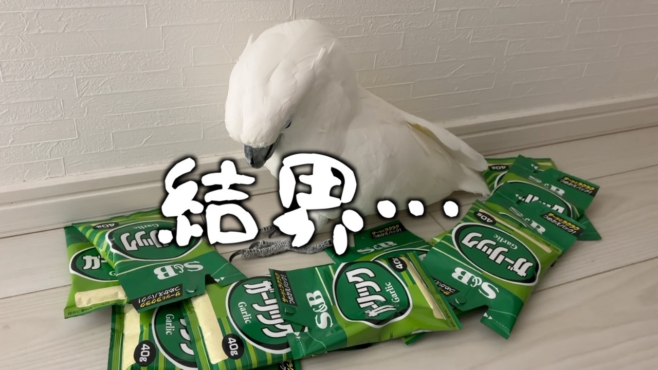 ゆきまる氏、謎の袋に囲まれたら止まりました