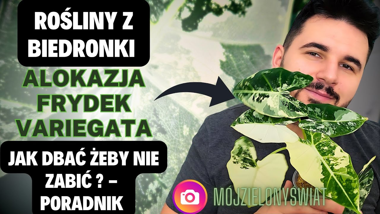 🌿 ALOKAZJA  FRYDEK VARIEGATA W BIEDRONCE -  PORADNIK 💚- Jak dbać, aby zdrowo rosła.