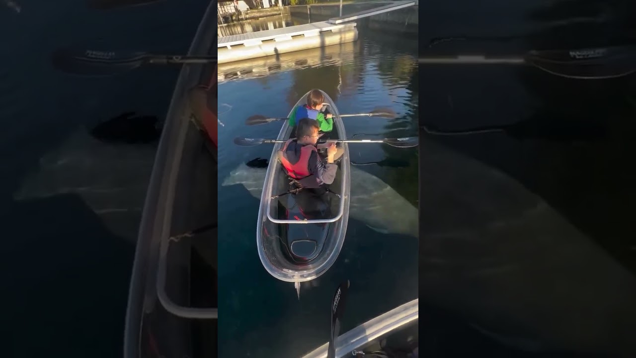 Manatee sightings from a clear kayak at Crystal River, Florida