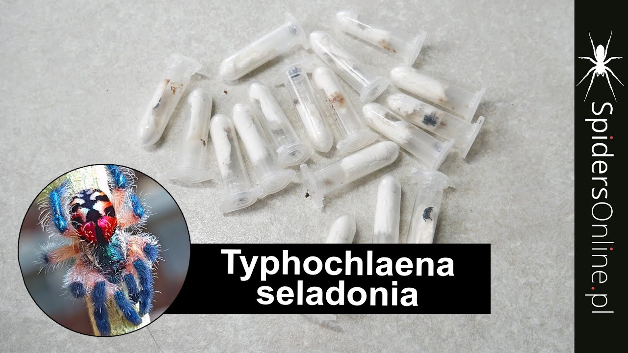 KARMIENIE PRÓBÓWKOWE - Typhochlaena seladonia - spidersonline.pl