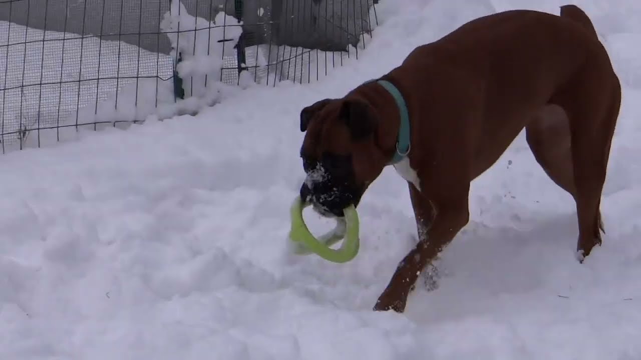Gertrude the boxer dog gets some snow mouth and plays with her toy #boxerdog #dogsplaying #dog