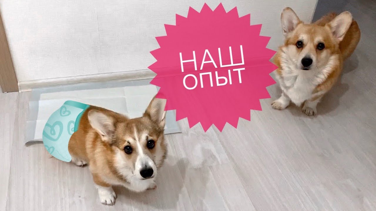 КАК ПРИУЧИТЬ ЩЕНКА К ПЕЛЕНКЕ / что нам помогло / Приучение щенка к туалету (дома)
