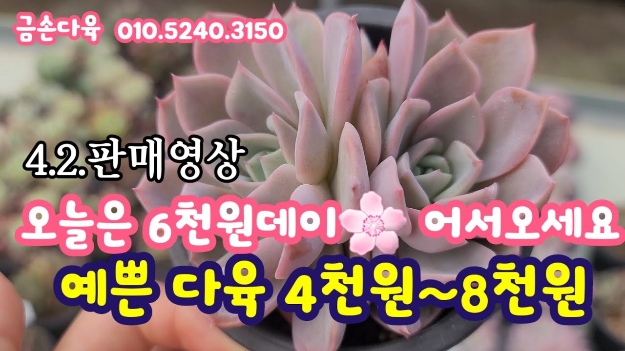 다육이가 4천원, 6천원! 소품 군생부터 외두까지~ 가성비 진짜 최고! 금손다육 010.5240.3150 