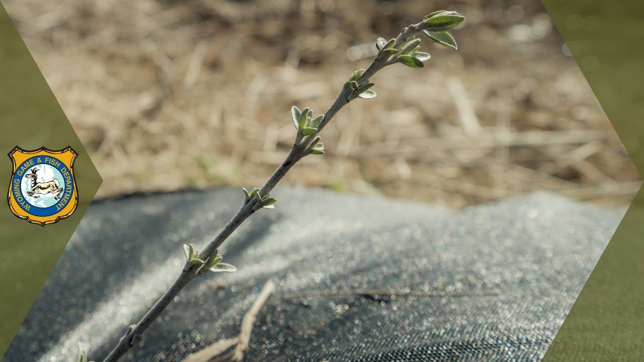 Buffalo Berry Weed Barriers | Work in the Wild - Ep. 13