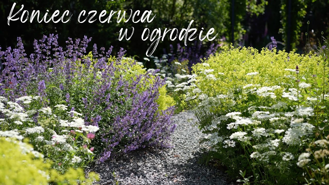 Ostatni spacer po czerwcowym ogrodzie ☀️ Szaleństwo bylin 🌸