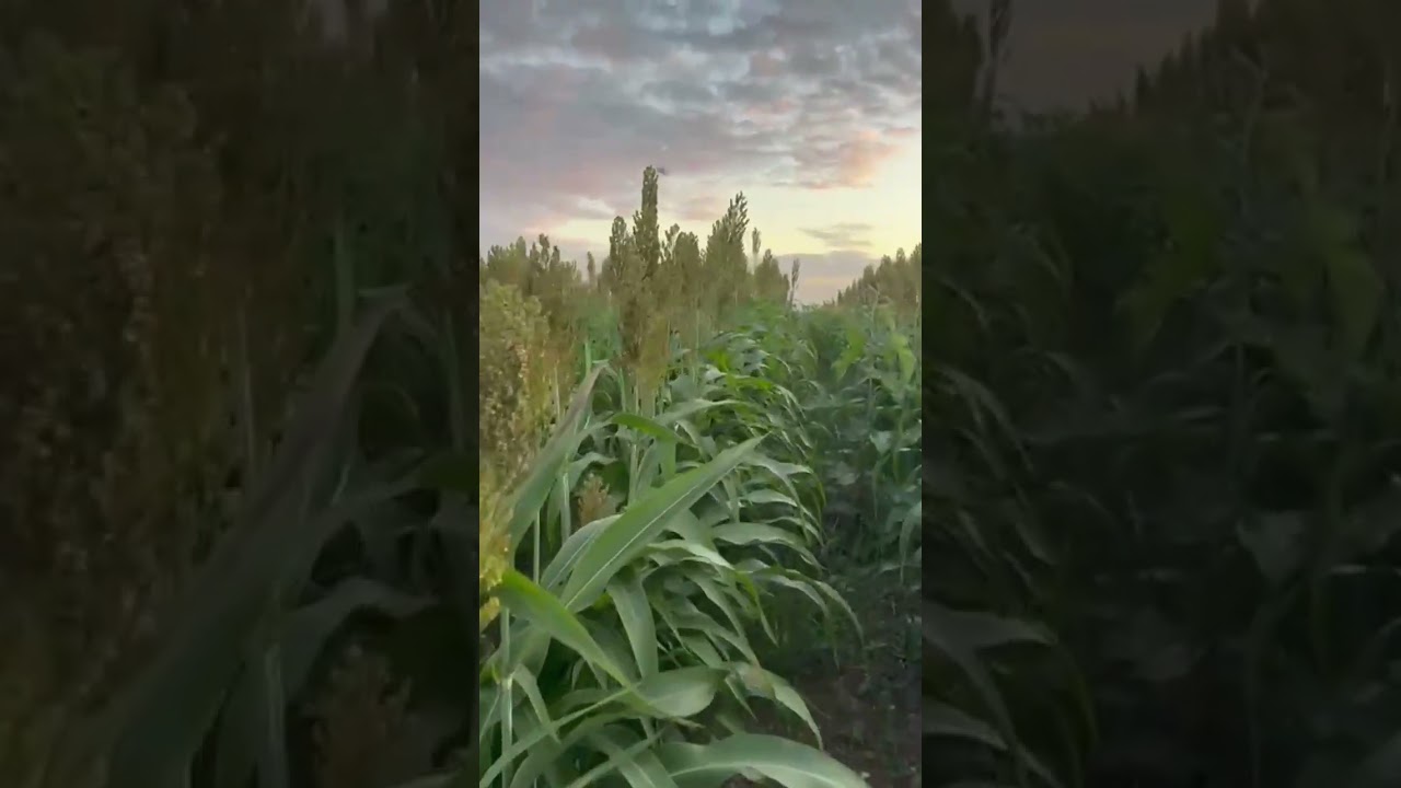Sorgo forrageiro em boa opini&atilde;o pra silagem na nossa regi&atilde;o #agro #pecuarista #mercadoagricola #gado
