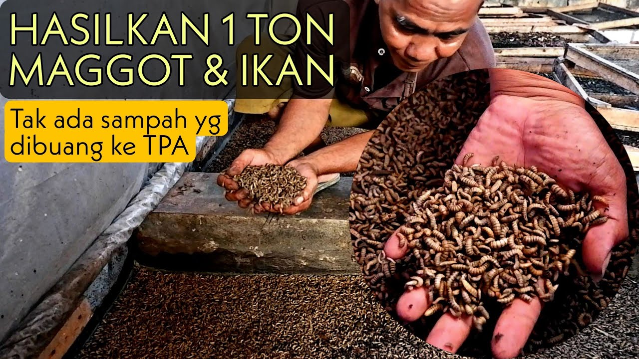 Dengan Budidaya Maggot, Desa Ini Sukses Tangani Sampah, Hasilkan 1,5 Ton Maggot dan 1 Ton Ikan