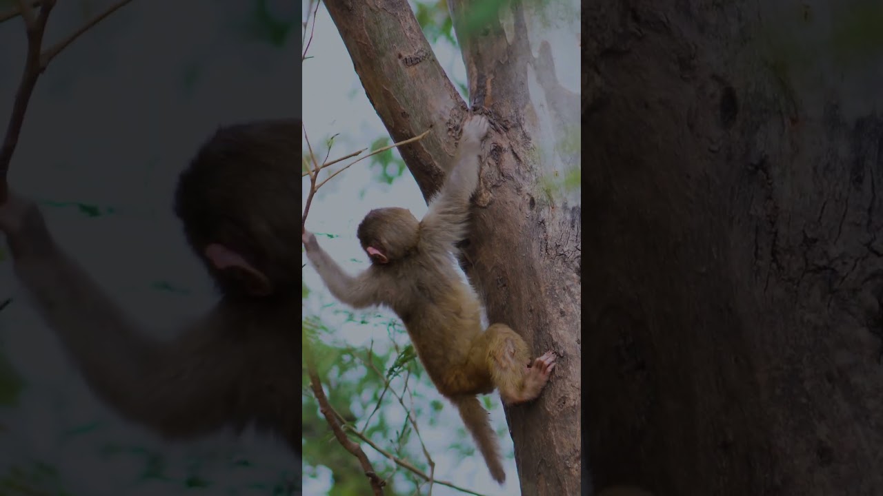 BRAVE BABY MONKEY , INCREDIBLE ESCAPE 
