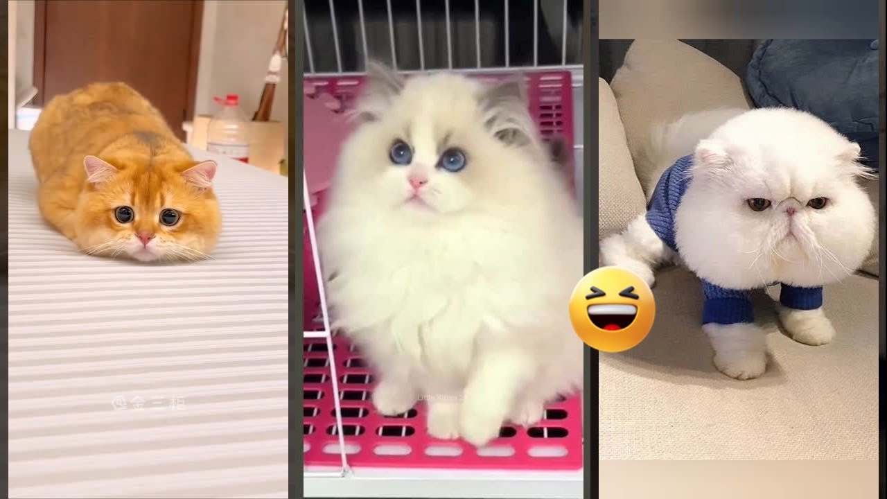 Funny Cats 2025 😻 Cat Fails 🐈‍⬛ #FunnyCats Episode 5448