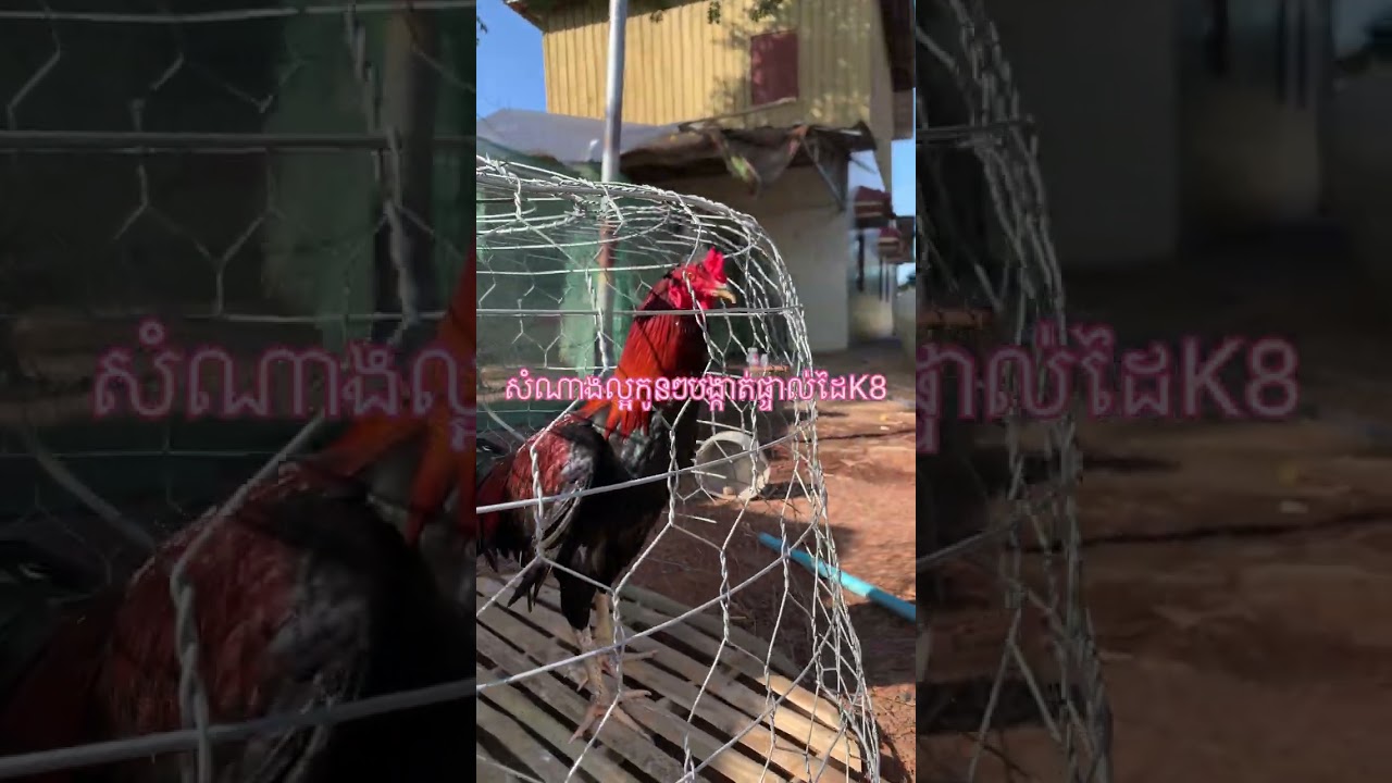 ការថែទាំមាន់ជល់