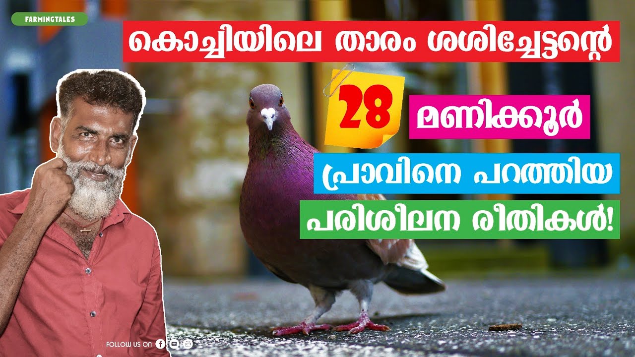 28 മണിക്കൂർ തുടർച്ചയായി #parava  പ്രാവിനെ പറത്തിയ കൊച്ചിയിലെ താരം ശശി ചേട്ടന്റെ പരിശീലന രീതികൾ.