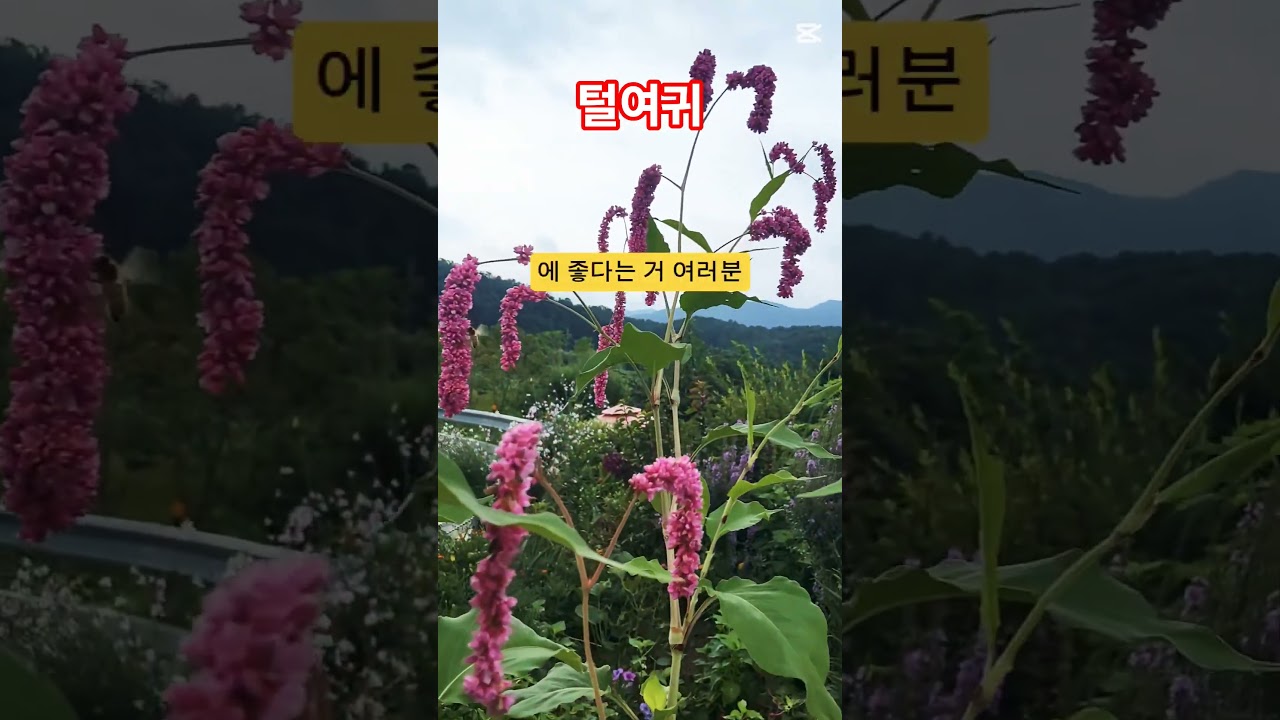 이런 꽃이 있어요?! #삶 #힐링#행복#털여귀#식물#사랑