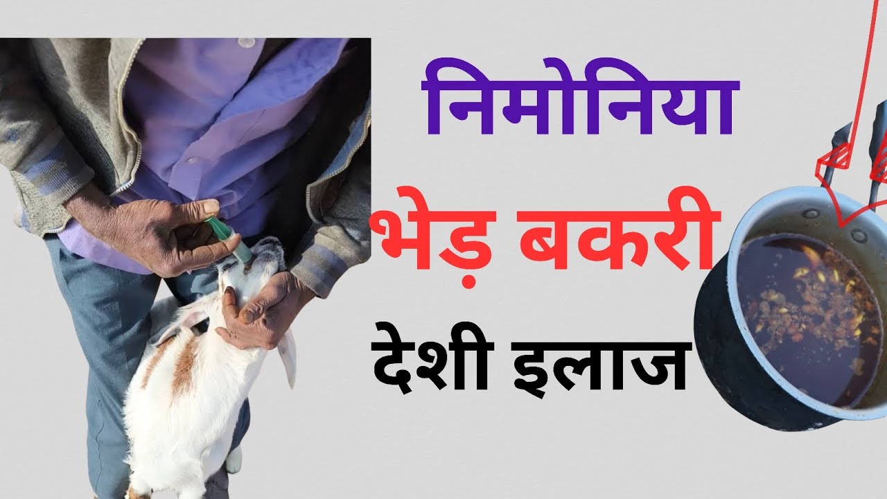 सर्दियों में पशुओं को शक्तिशाली बनाने का देसी नुस्खा! 🌟
