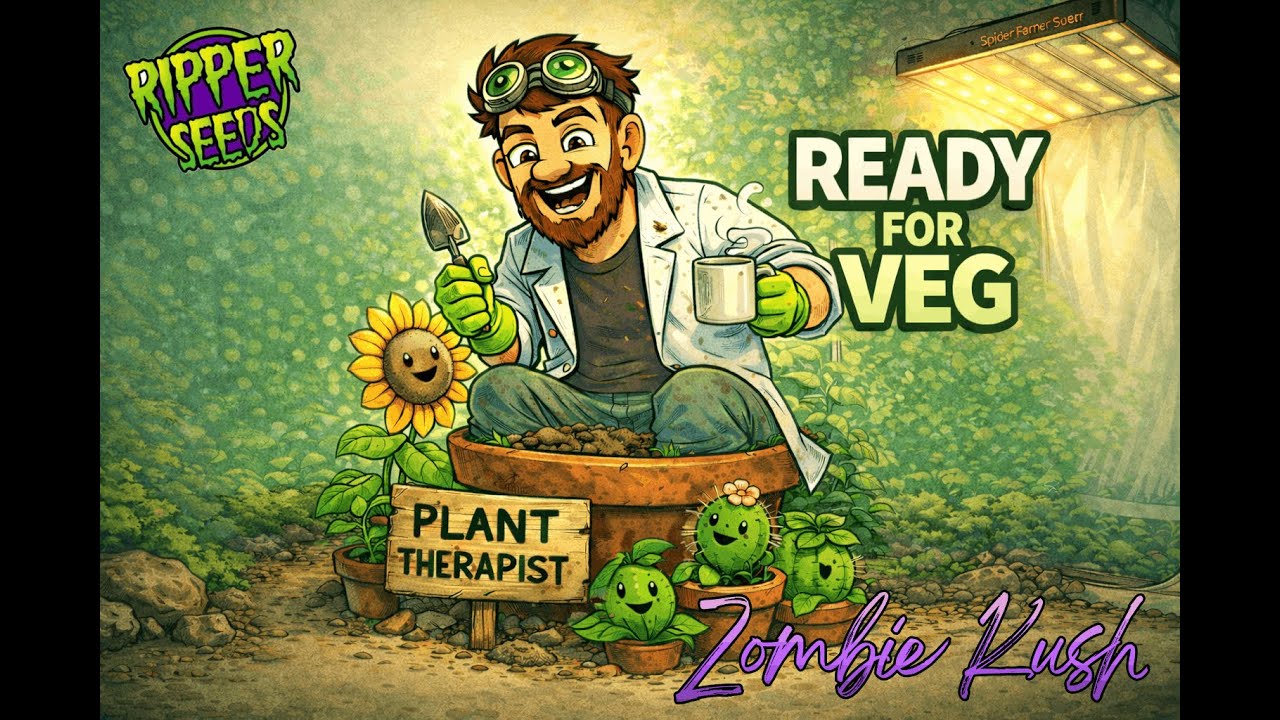 🌱 One Tent One Plant – Seedling Phase abgeschlossen | 80L Living Soil Grow