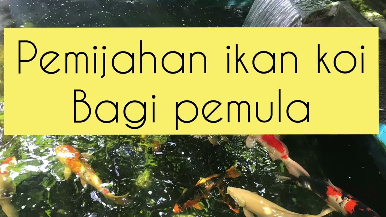CARA PEMIJAHAN IKAN KOI BAGI PEMULA