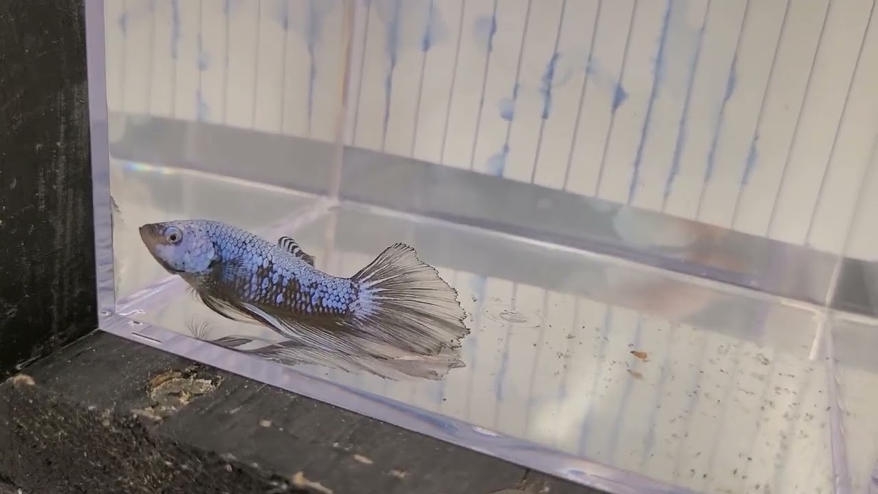 IBC Fall 2025 Betta Show Hosted By the Oklahoma Betta Breeders Association