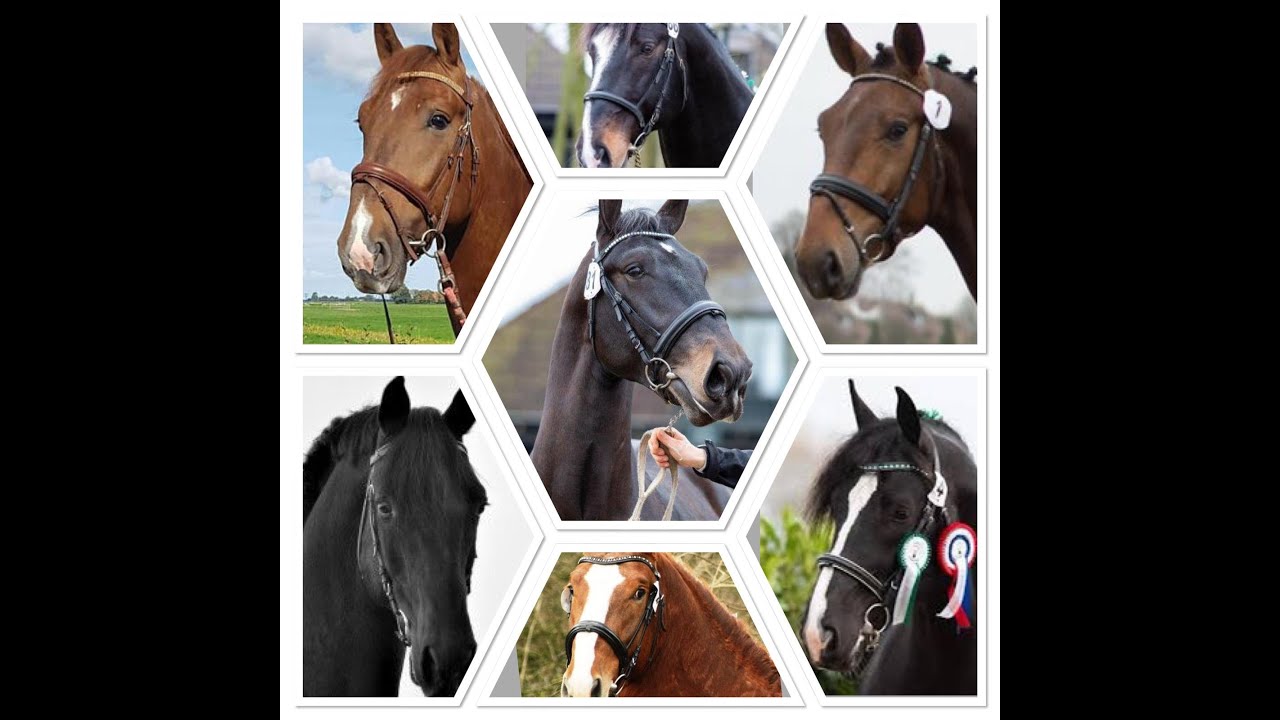 Virtuele Hengstenkeuring Het Groninger Paard 2021