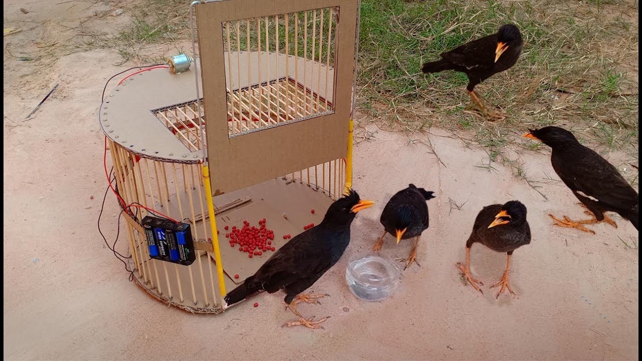 TR Technology: Bird Trap technology make from Cardboard 2019 - Amazing bird trap