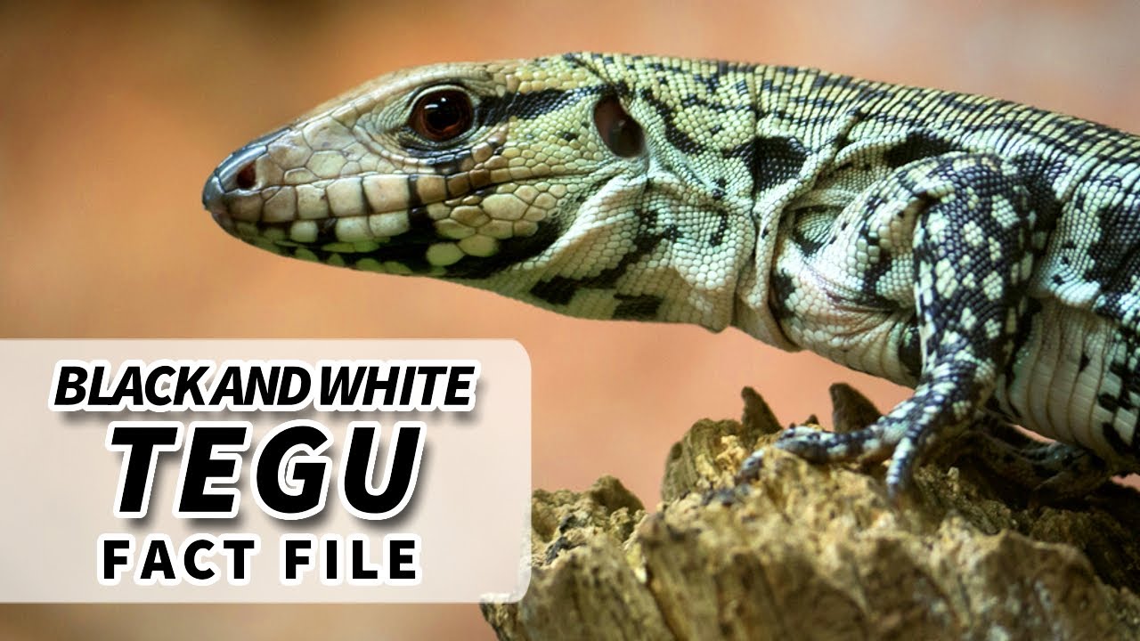 Black and White Tegu facts: the GIANT TEGU facts | Animal Fact Files