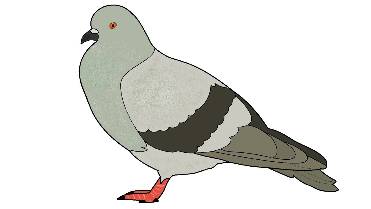 How to draw in Ms Paint | Pigeon Drawing in Computer using Ms Paint | How to draw Birds.