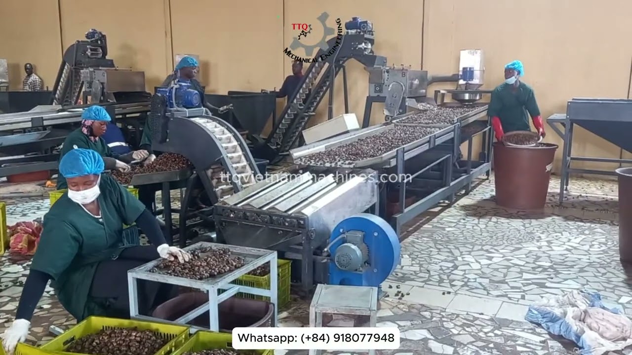 Auto cashew processing line - Cashew shelling line - Cashew peeling machines - Cashew cutting