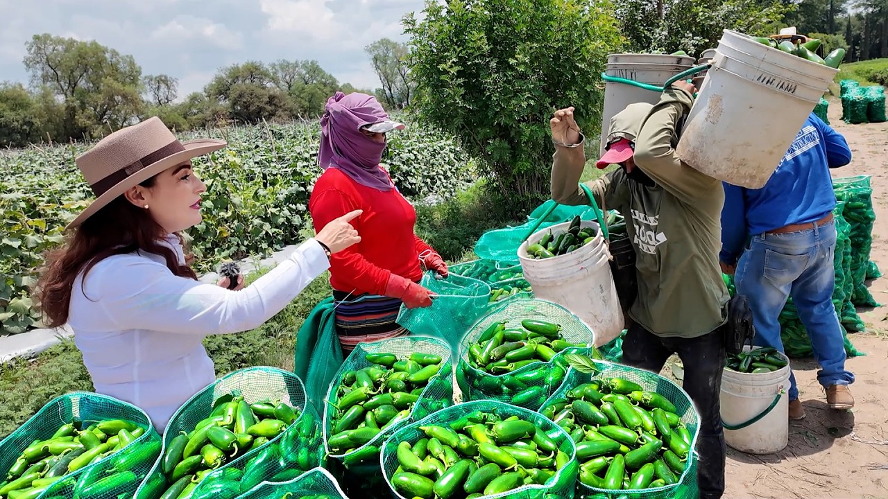 COSECHA DE JALAPEÑO vienen desde SINALOA para trabajar en AGUASCALIENTES | ALMA Coronel