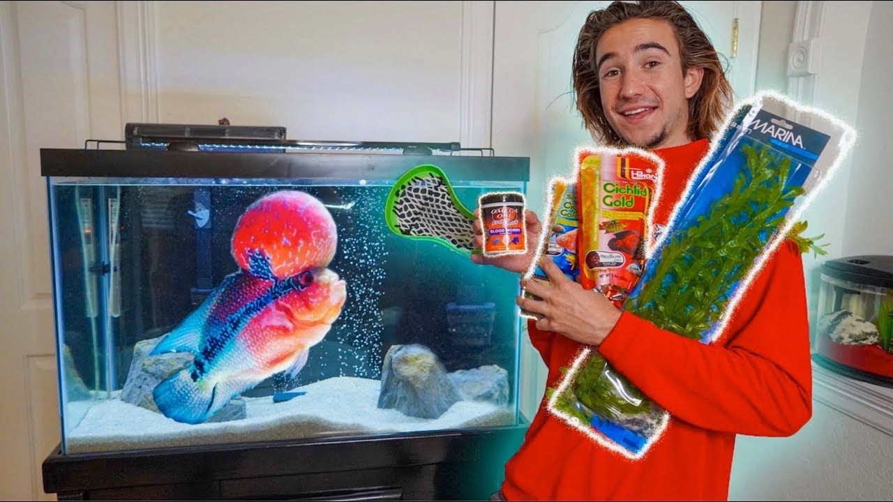 SHOPPING SPREE for My Pet FLOWERHORN Arnold!