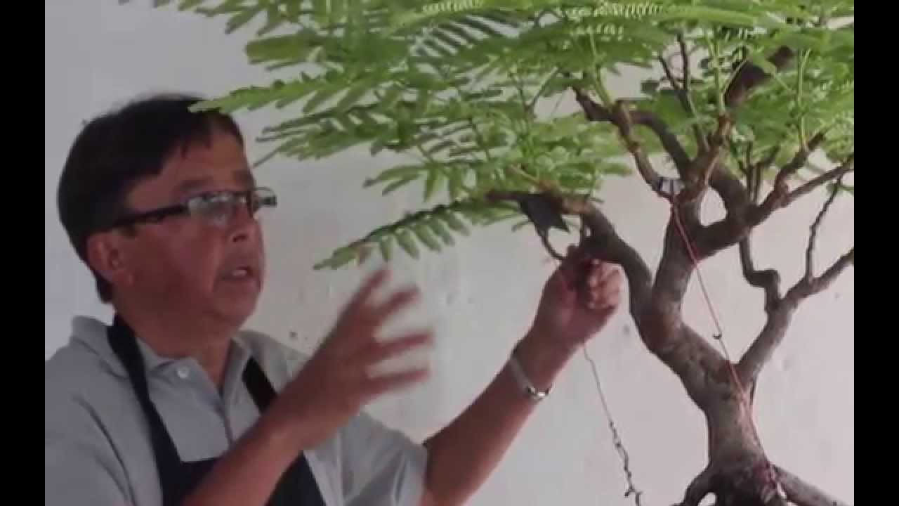 Meu pré bonsai de flamboyant A-1