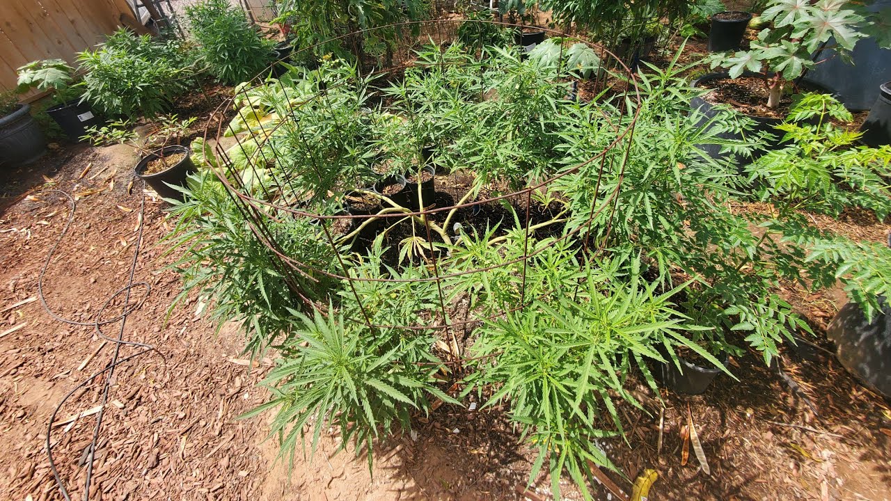 Arizona Cannabis Outdoor Grow 2021 Week 13