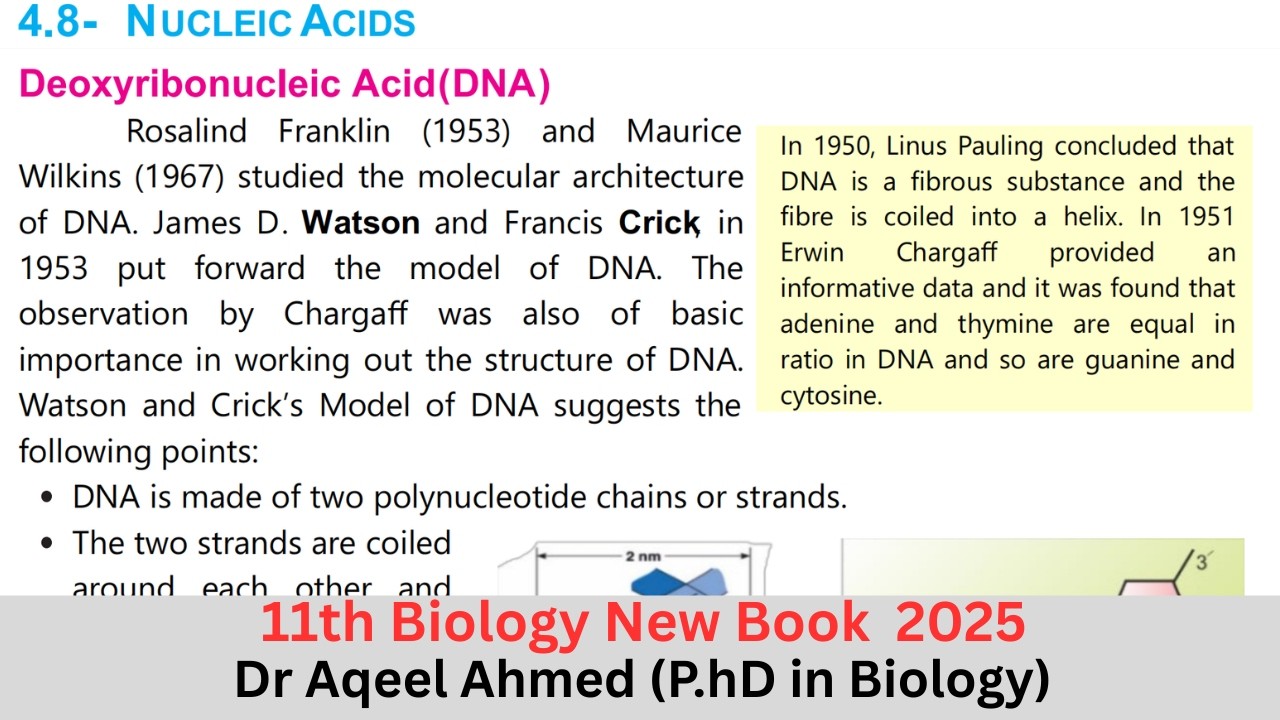 Nucleic Acids l biology Class 11 l 1st Year Biology | Topic 4.8 | Deoxyribonucleic Acid | DNA