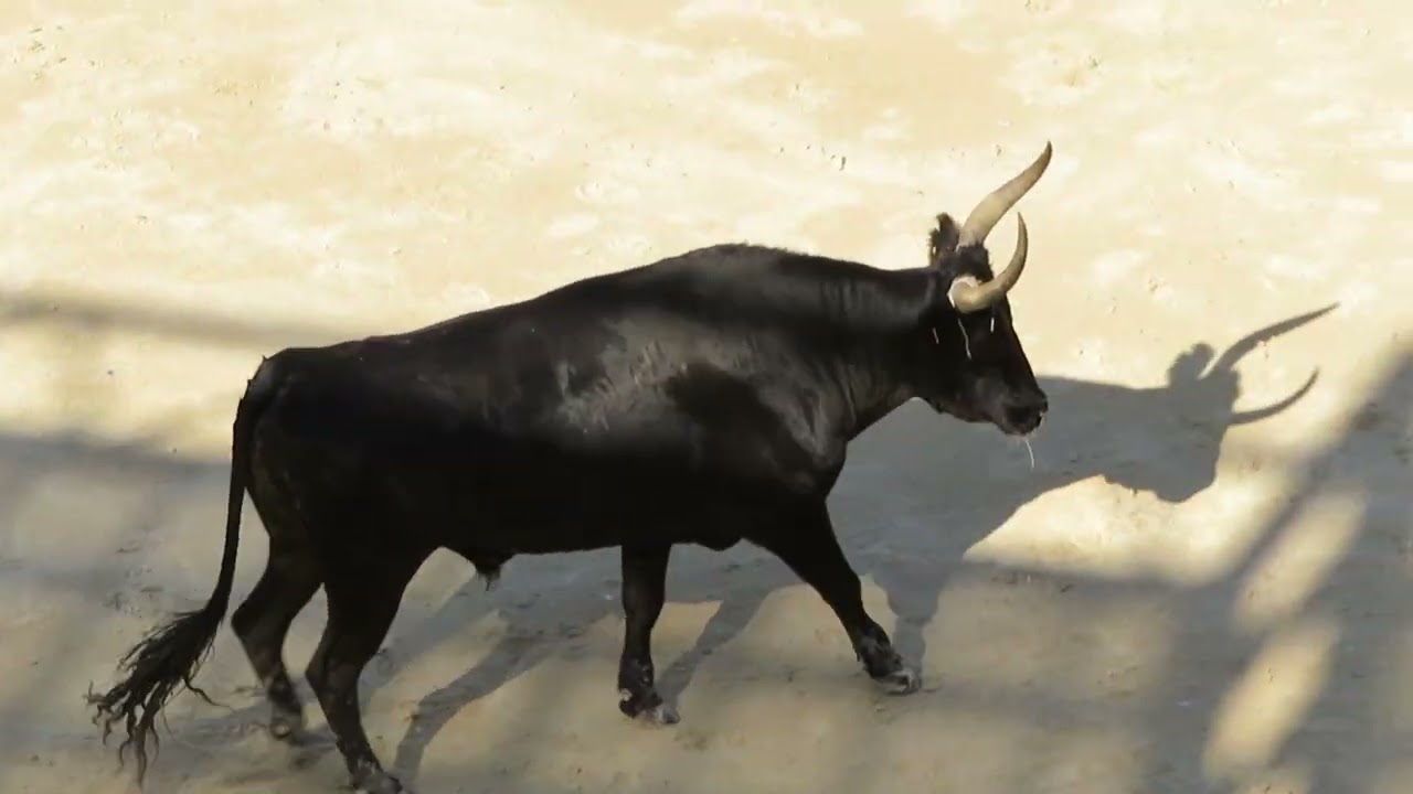 Mauguio 2024 - Le taureau Quieto de la manade des Termes