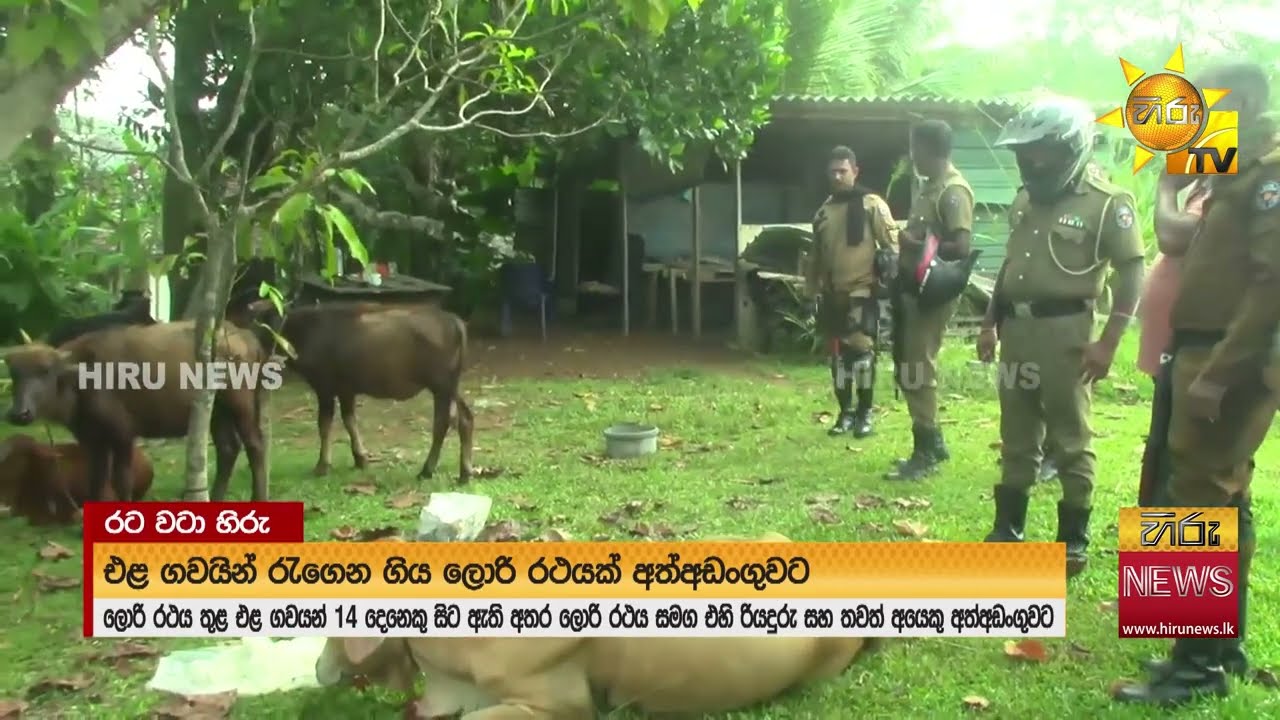 කිරි හරක් 14ක් පටවපු ලොරියක් අල්ලයි - රියැදුරු සහ තවත් අයෙක් අත්අඩංගුවට - Hiru News
